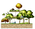 Hidden Street: Tiru's Forest