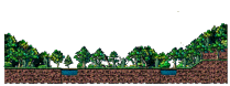 Hidden Street: Gloomy Forest